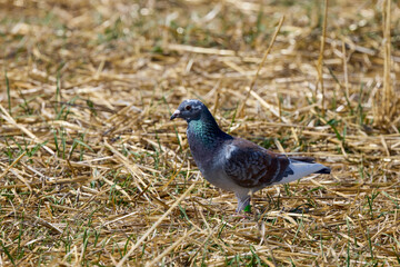 a pigeon in a farm field looking for food
