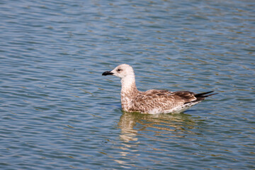 a Gull floating on a lake