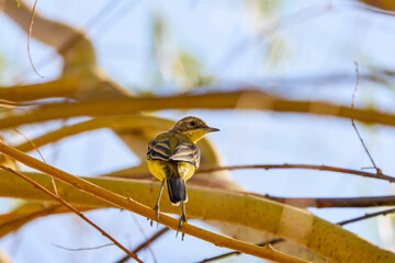 (Motacilla flava) sitting on a tree branch