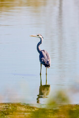 Naklejka premium (Ardea cinerea) stands on a lake on a hot summer day.