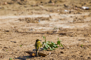 (Motacilla flava) sitting on the ground near a lake