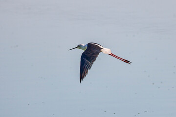 Obraz premium (Himantopus himantopus) in flight over a lake