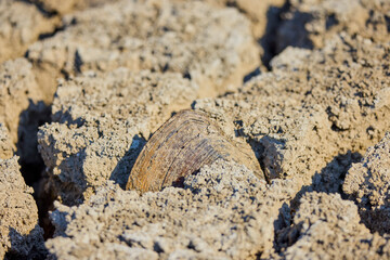 a large clam in the cracks of the earth in a dry lake