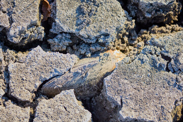 a large clam in the cracks of the earth in a dry lake