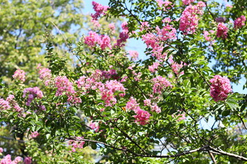 A bird sits comfortably on a branch of a tree, surrounded by lush greenery.