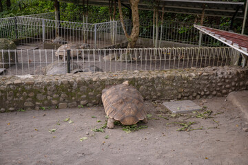 Giant Tortoise in an Enclosure