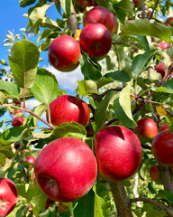 Red apples in natural environment in summer garden,real close-up photo .