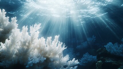 Fototapeta premium A view of a coral reef in the ocean with sunlight filtering through the water, illuminating the intricate white coral structures. 