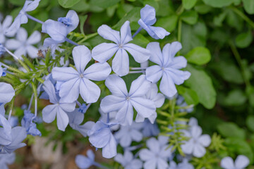 Plumbago auriculata (Cape Leadwort) violet flower blossom on the green garden. Photo is suitable to use for nature background, botanical poster and garden content media.
