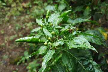 Chilli pepper on tree 