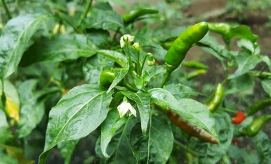 green chili peppers