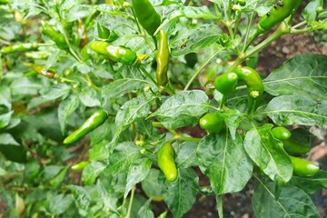 Green chilli pepper on tree 