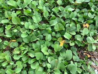 Lot of green leaf and violet flower of Water hyacinths Eichhornia. The photo is suitable to use for botanical background, nature poster and flora education content media.