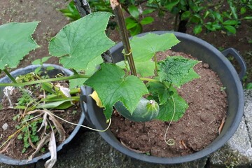 vegetable garden in the garden. Growing and plantation cucumber on the pot