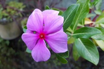 Pink periwinkle flower on the garden 