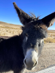 Donkeys grazing on a road in the Andes near Salinas Grandes, Jujuy Province, Argentina