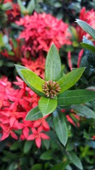 Ixora flower Blossoms bush green tree on nature background