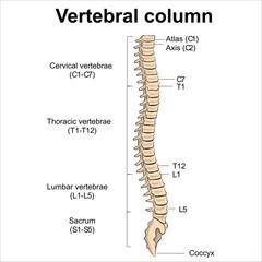 Vertebral Column Anatomy