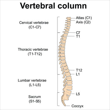 Vertebral Column Anatomy