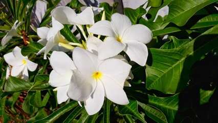 white and yellow frangipani flowers