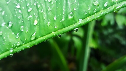 water drop on green leaves. nature background texture