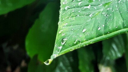 water drop on green leaves. nature background texture