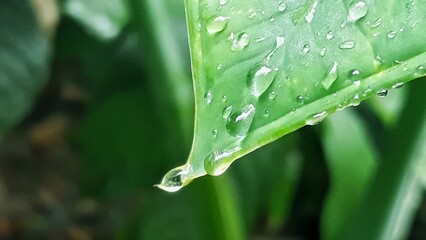 water drop on green leaves. nature background texture