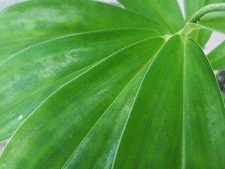 close up of green leaf background