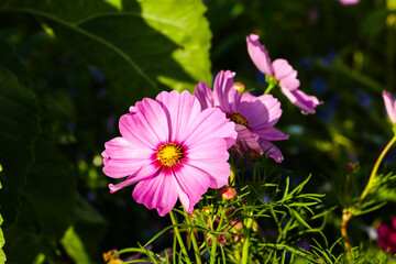 Obraz premium cosmos bpinnatus aseraceae in the field, sunny day