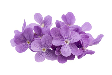 Fototapeta premium purple flowers with green leaves