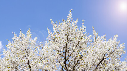 Cloud and spring tree.
