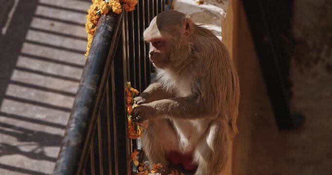 Monkey eats yellow flowers from a sacrificial wreath. Bonnet Macaque - Macaca Radiata Or Zati eating ritual flowers on street. Slow motion