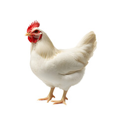 Fototapeta premium Detailed Photography of a White Chicken Isolated on a Plain White Background transparent png