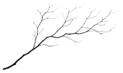 PNG  Minimalist bare tree branch