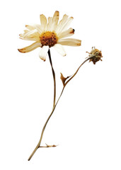 Dried daisy on white background