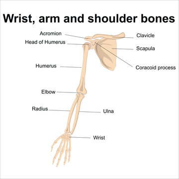 wrist, arm, and shoulder bones