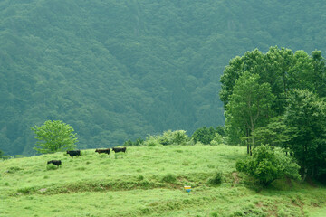 兵庫県・山奥の放牧、但馬牛の背景