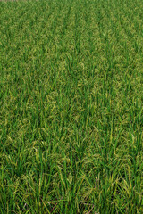 収穫間近の実った稲穂