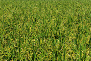 収穫間近の実った稲穂