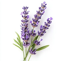 Obraz premium Close up of beautiful lavender flower on an isolated white background