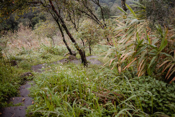 moss covered rocks