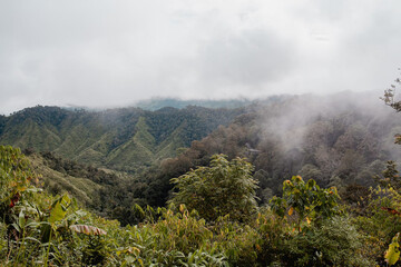 a view of the rainforest from the top of a hill