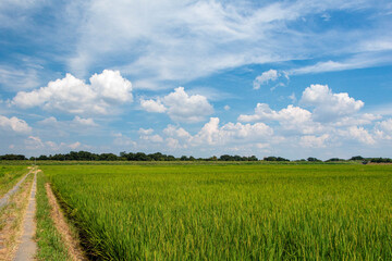 夏の青空と田園風景
