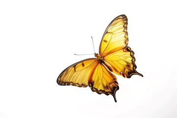Obraz premium yellow butterfly with spread wings isolated on white background