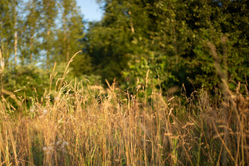 Plants in summer. Wild vegetation. Summer greenery.