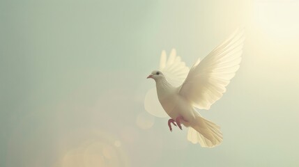 Obraz premium A majestic white dove soars gracefully against a soft, ethereal background, illuminated by gentle, golden sunlight.