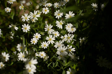 White flowers. Green grass. Field flowers.