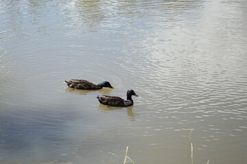 Ducks on the water. Water birds Two ducks on a pond.