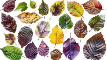 Obraz premium A diverse collection of colorful autumn leaves arranged on a white background, highlighting various shapes, textures, and vibrant fall hues. 