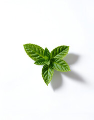 Obraz premium Mint leaves on white background